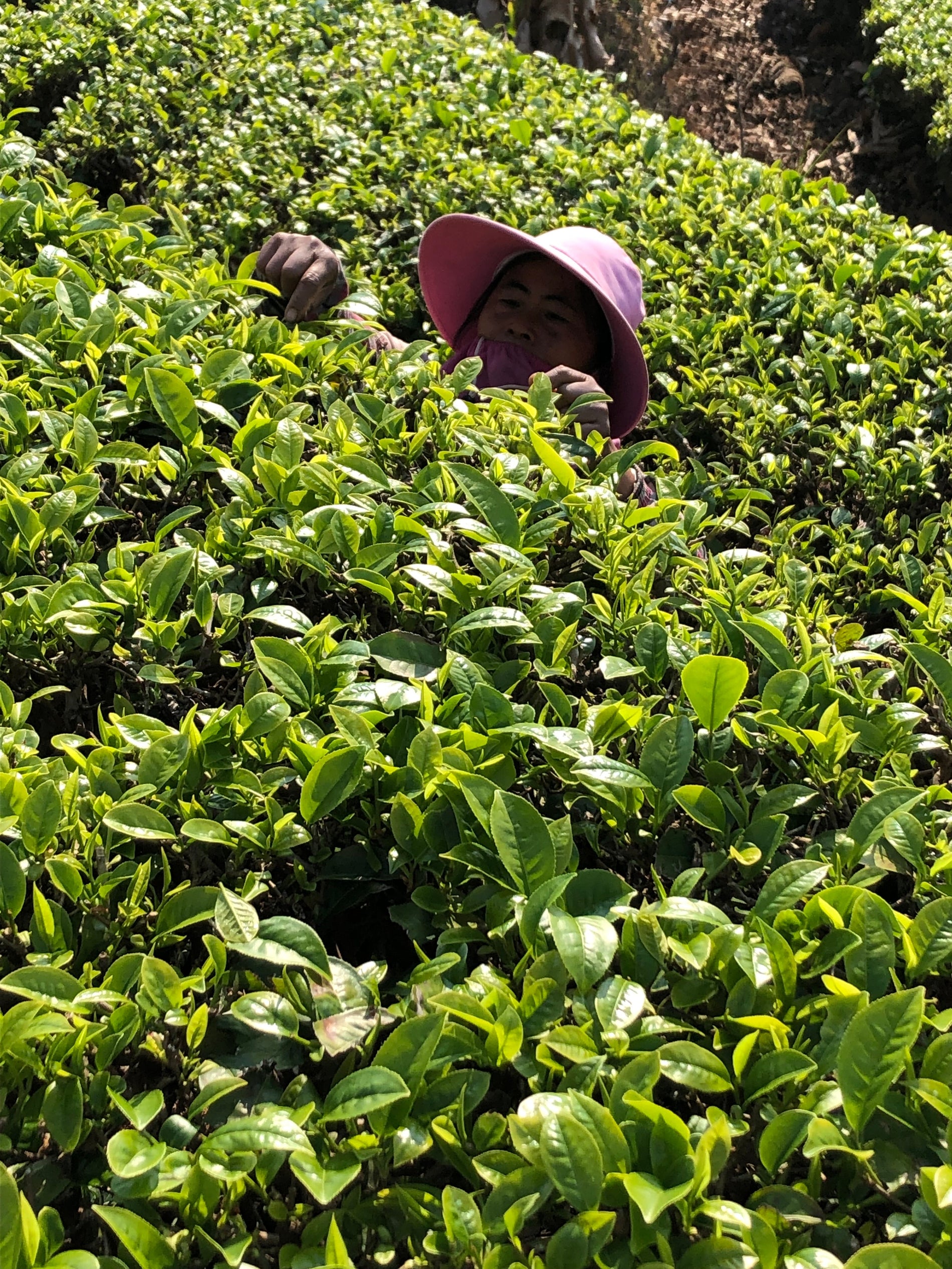 Understanding ENSO and the Real Effect on Tropical Commodities