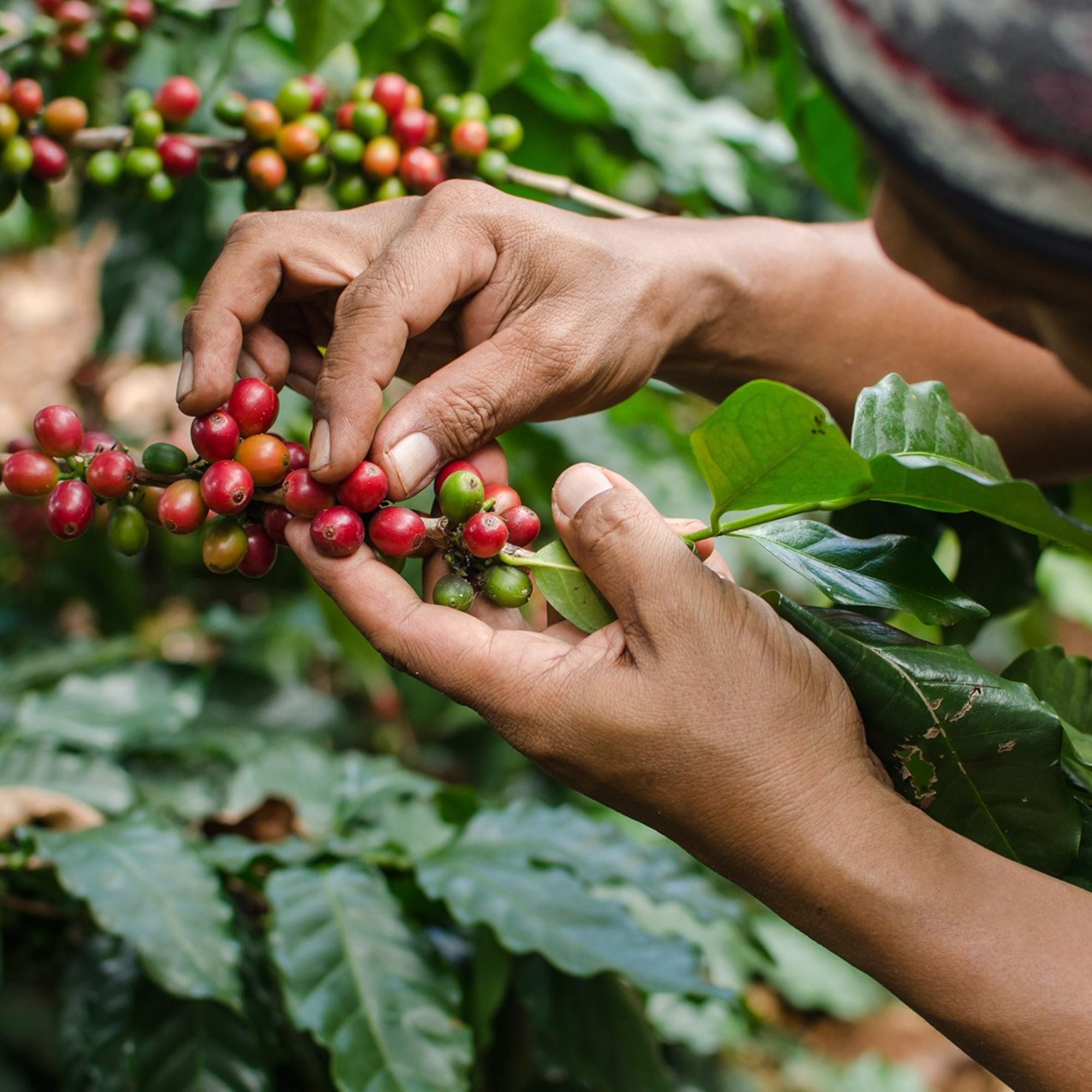 Coffee Weekly Report